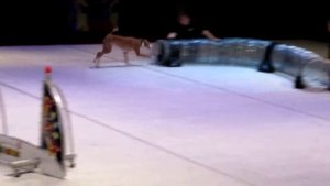 2015 09 06 CNE Canada National Exhibition   Supperdogs Show 1