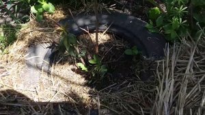 ПЛЕТИСТАЯ РОЗА. ЗИМОВКА НА УРАЛЕ.