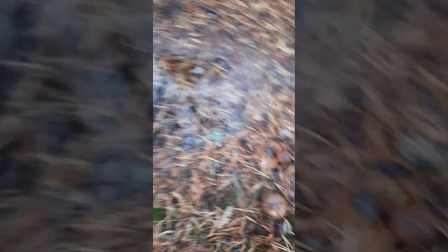 Анастасия Пчелина 03.10.2023 Ленинградская область Ломоносовский район Грибы маслята смотреть онлайн