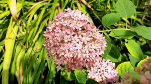 Древовидная гортензия Пинк Анабель