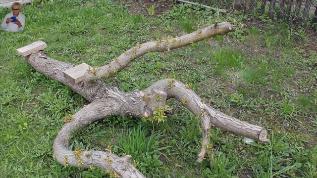Клумбы, цветники и весенние цветы у меня на даче. смотреть онлайн