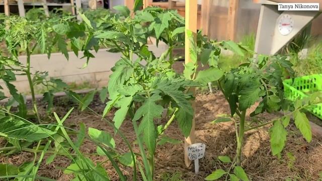 Томат РУССКИЙ ЦАРЬ F1 формируем в ОДИН СТЕБЕЛЬ, Пасынкование, Подвязка к кольям смотреть онлайн