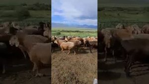 Арашанские овцы на пастбище Суусамыр! Хозяйство Рамиса Жумабаева | арашан койлору