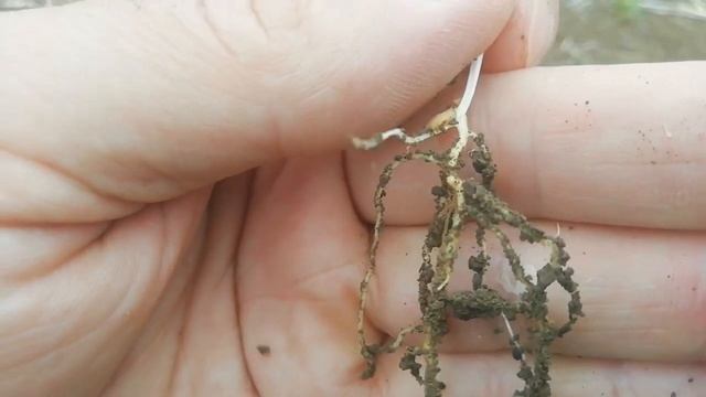 Чечевица сорт 'Линза', Крым. смотреть онлайн