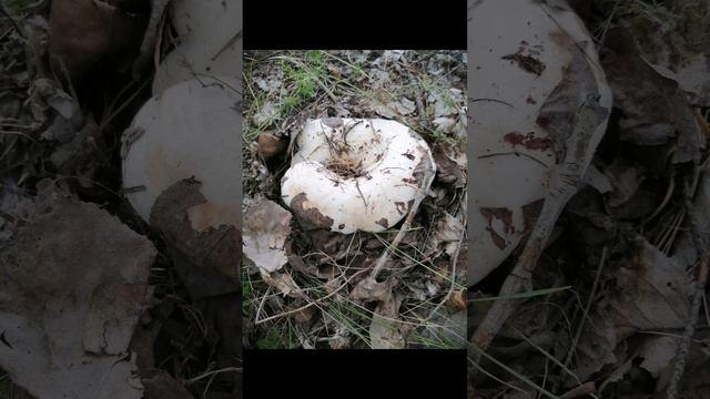 petal_20240805_222207.mp4