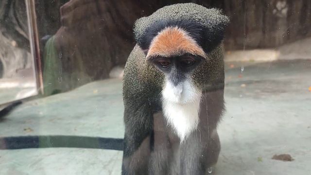 Самые красивые мартышки Бразза зимой