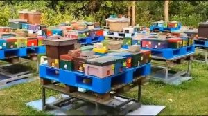 Пасека Вальдемара Коха в Германии 26 июня 2023 года