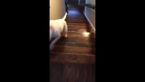 Фейл собаки | Упала с лестницы | ржака??