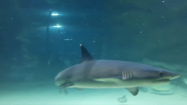 Москвариум. Из личного архива. Куда можно сходить в Москве в выходной день. смотреть онлайн