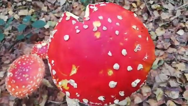 Amanita. muscaria