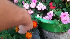 ОБЗОР ЦВЕТОВ и КРАСИВОГО ЦВЕТНИКА НА ДАЧЕ.mp4