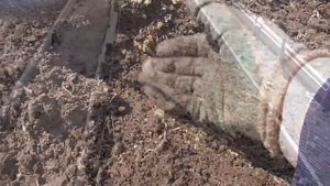 Отличный Метод Посева Моркови с Песком