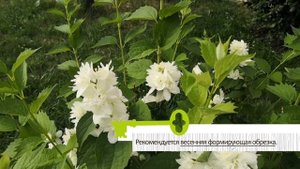 ТОП  5 САМЫХ НЕПРИХОТЛИВЫХ ЦВЕТУЩИХ КУСТАРНИКОВ