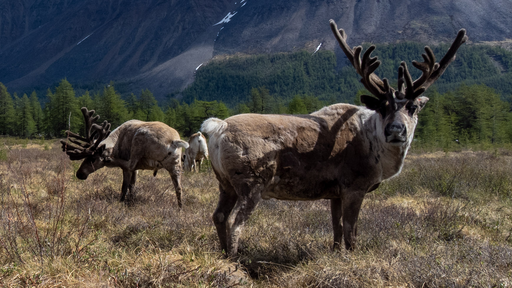 Долина олень. Якутия олени. Якутские животные. Стад оленей в Якутии. Олени якутские фото.