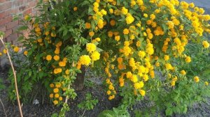 Керрия японская махровая, уход, размножение, обрезка