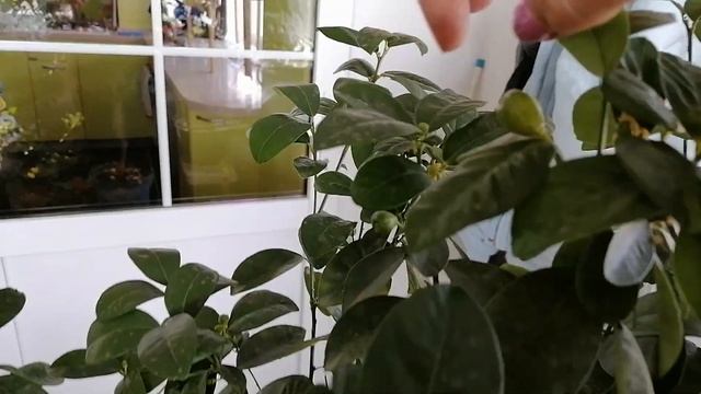 Кумкват Фукуши. смотреть онлайн