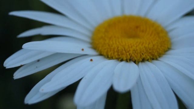 Sony SLT- A58 -Camera -Sample video -18-55mm f/3.5-5.6 Lens смотреть онлайн