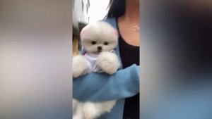 Самые милые щенки в мире 2022 | Смешные видео с шпицами | Смешные видео со щенками #5