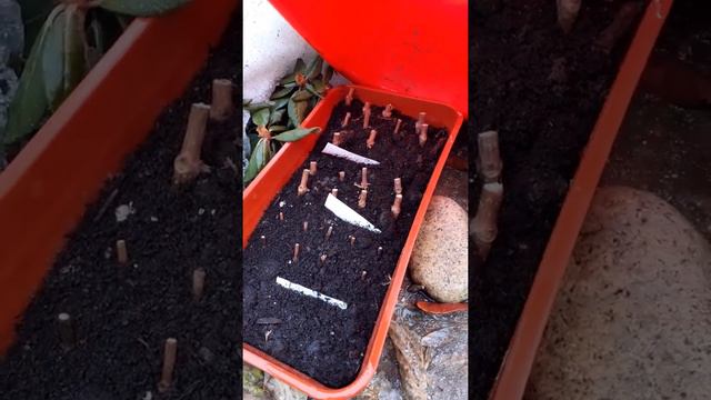 Деревянные черенки метельчатой гортензии. Снег тает, проверяю, как они вышли из зимы. Омск/03.04.22 смотреть онлайн