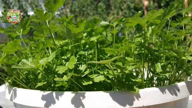 Сейте семена укропа каждый месяц для большого урожая витаминной зелени смотреть онлайн