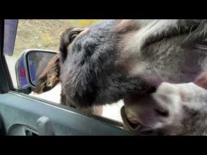 Осетинские ослы тормозят на дороге машины, требуют мзду...