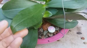 Replante  -  phalaenopsis joy spring canary joe