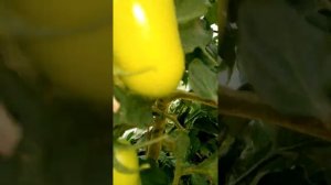 Томат Империя