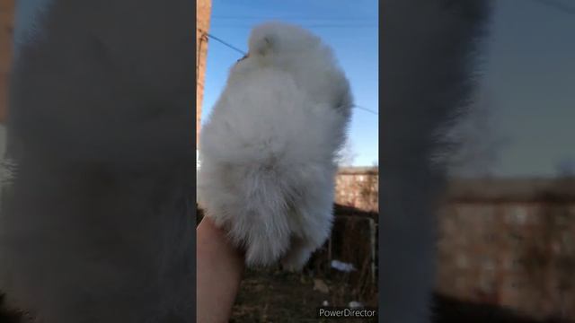 Щенки померанский шпиц продажа.