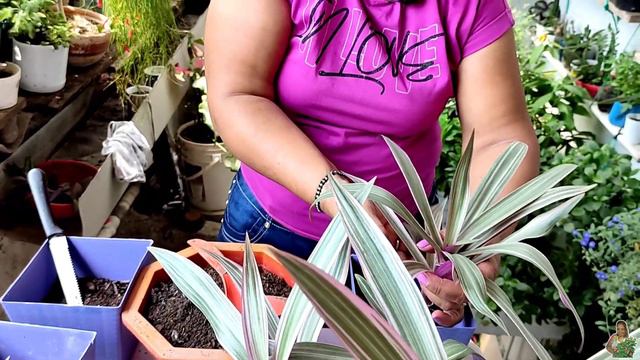 Tradescantia Planta de Fácil Cuidado y Reproducción смотреть онлайн