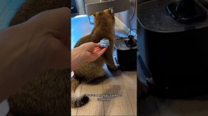 Пушистый влог🐈