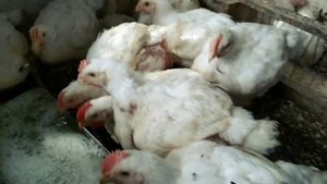 МИКОПЛАЗМОЗ У КУР. ОПЫТ ЛЕЧЕНИЯ. ХРИПЫ И КАШЕЛЬ У ПТИЦЫ