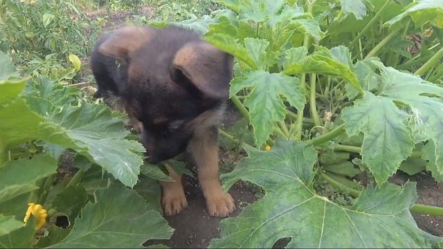 День рожденья... помогите! смотреть онлайн