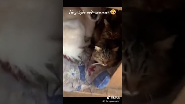 Домашние животные. ржачные приколы посмотрите. смех до слез. 52 часть