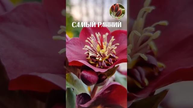 Морозник  Seedlandia.ru - семена и саженцы ель голубая сосна пихта дрок скумпия пальмы опунция хост