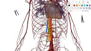 Грудной проток