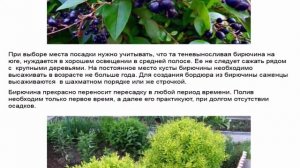 Бирючина  родственница сирени