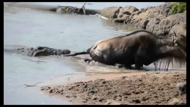 Антилопа гну против крокодила смотреть онлайн