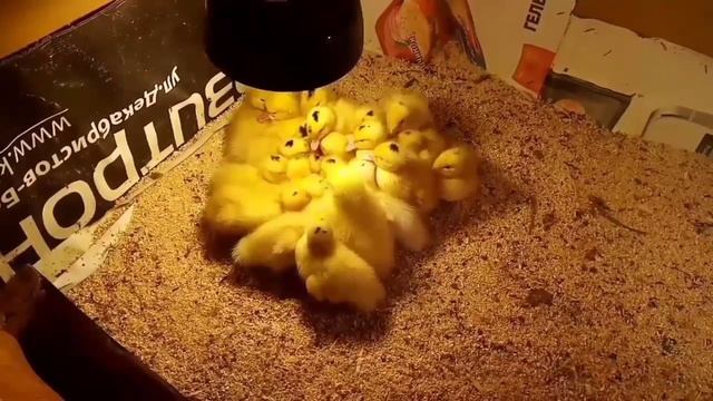 Утки Муларды.Сколько стоят утки Муларды Содержание и кормление уток.
#папанадаче смотреть онлайн