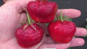 ЦУНАКИ сорт гигант с земляничным вкусом ягод