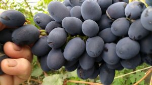 Сорт винограда Чарли.