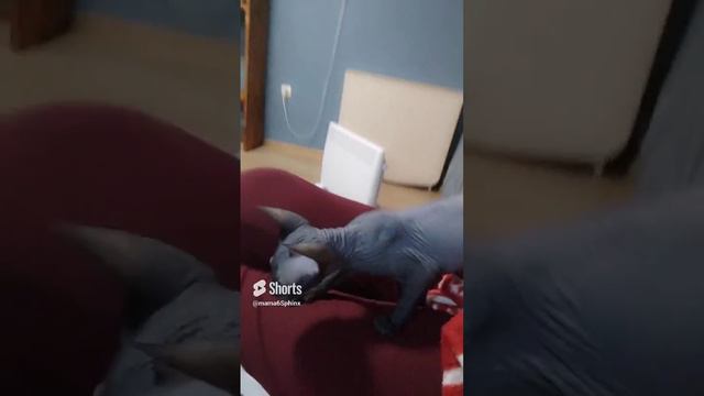 Котёнок сфинкс Лу'на, это кажется любовь#канадскийсфинкс #сфинкслуна
