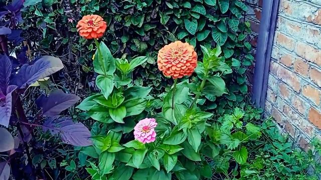 Обзор доступных аквариумов. Рыба паку, мешкожаберный сом, цихлиды, мирные рыбы, мини пруды и дафнии смотреть онлайн