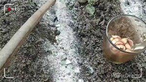 Посадка ярового и озимого чеснока под зиму.Тонкости посадки для хорошего урожая!!!