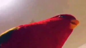 Попугайчик фнаф