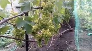 Созрел виноград сорт Первозванный