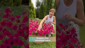 Яркая и красочная Петуния Тайдал Вейв Черри ?обзор|usadba-semena.ru