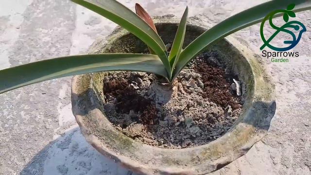 লিলি(Lily/Lili) ফুল গাছের গ্রীষ্মকালীন পরিচর্যা।#summerflowers #summerplants смотреть онлайн