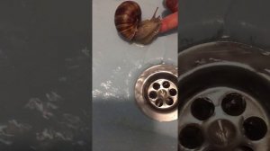 Как помыть улитку Ахатину