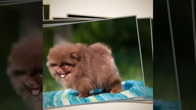 шпицы. коричневые помёт. смотреть онлайн