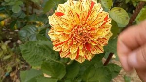 Георгины МАКСИ  в моей коллекции.  Обзор сортов  ч. 2